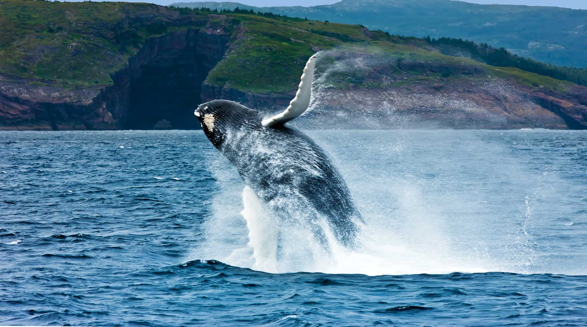 Whales Birds <br>&#038; Bergs - Curamara - Atlantic Canada Tours &amp; Vacation Packages